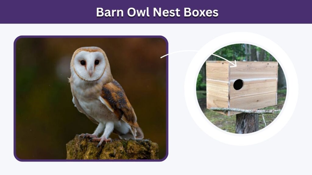 Barn Owl Nest Boxes