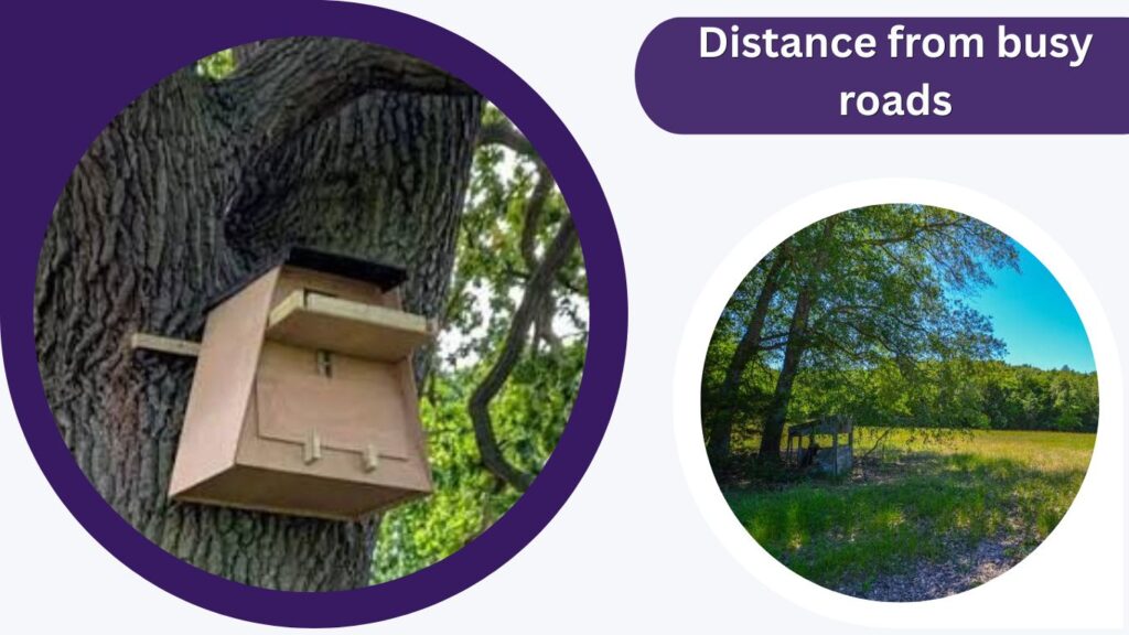 Barn Owl Nest Box Placement