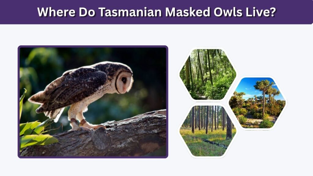 Where Do Tasmanian Masked Owls Live?