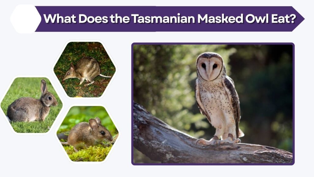 What Does the Tasmanian Masked Owl Eat?