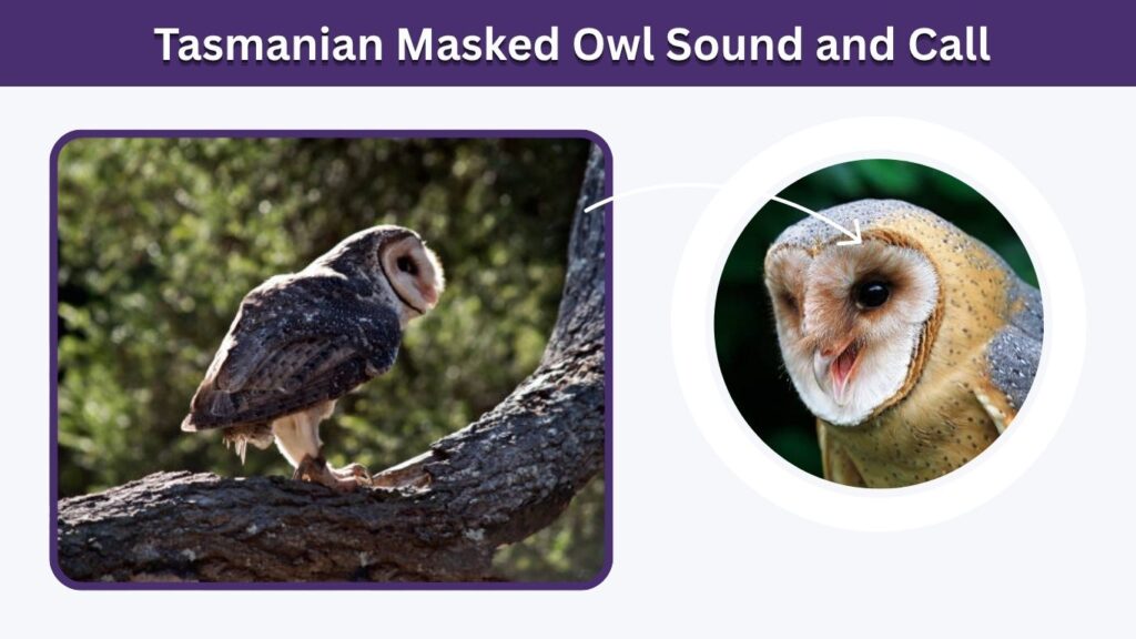 Tasmanian Masked Owl Sound and Call