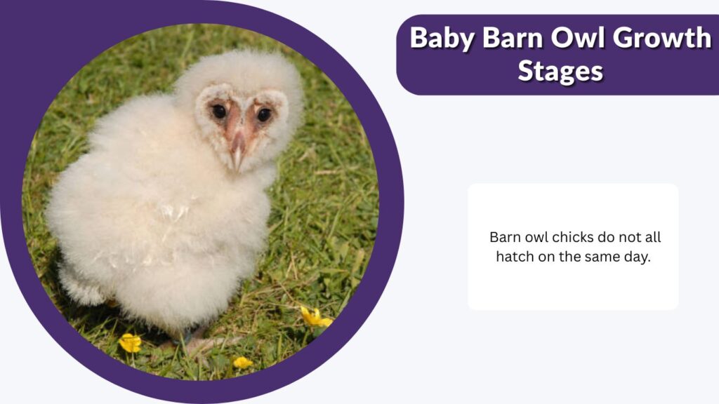 Baby Barn Owl Growth Stages