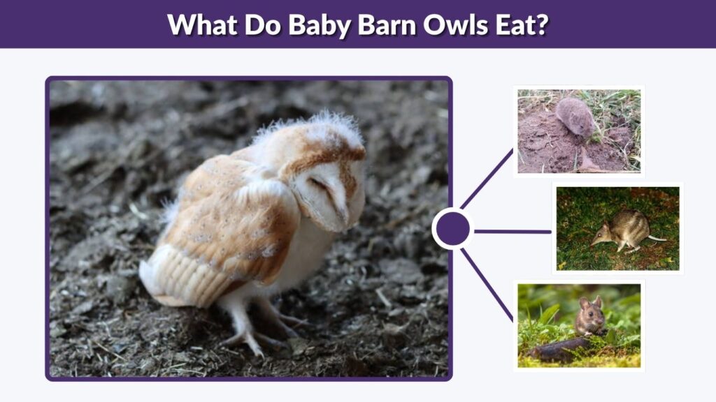 What Do Baby Barn Owls Eat?