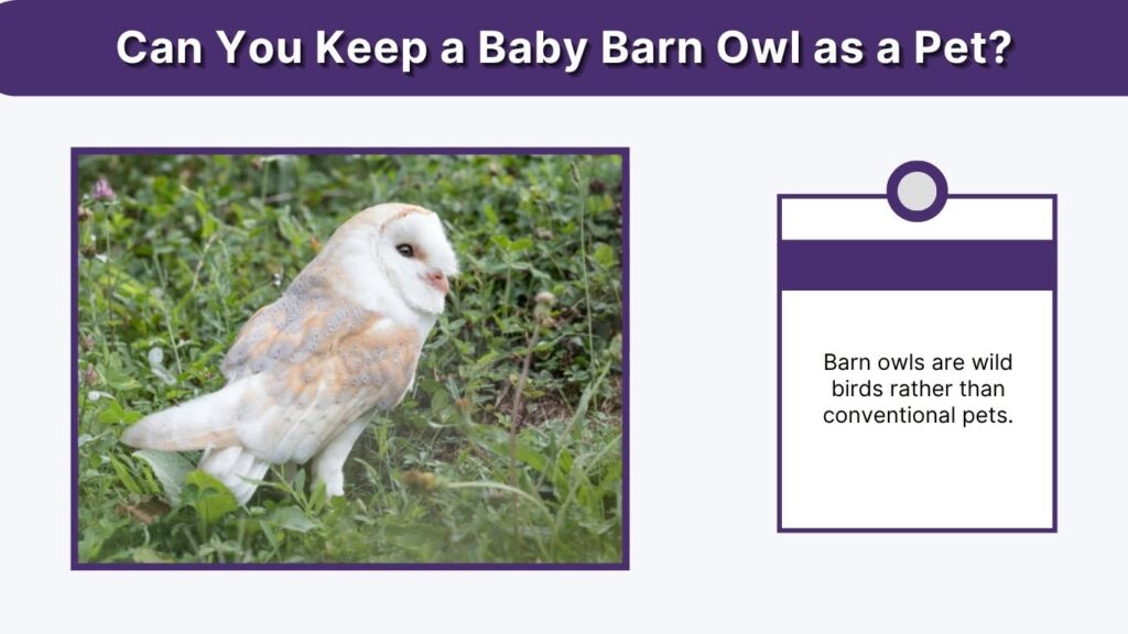 Can You Keep a Baby Barn Owl as a Pet?