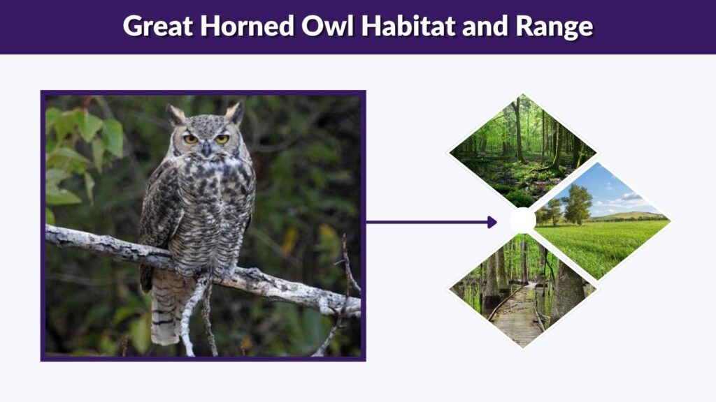 Great Horned Owl Habitat and Range
