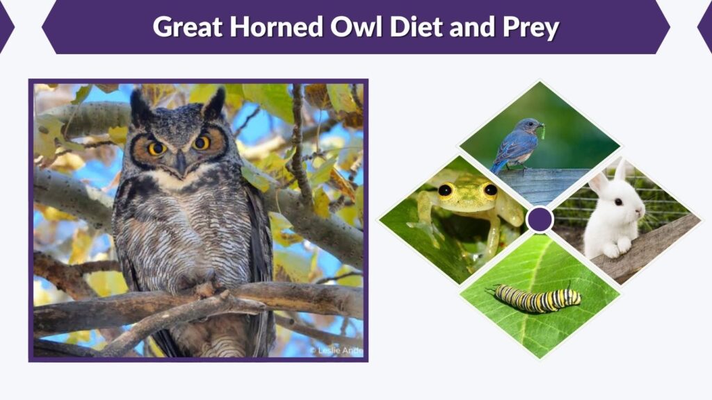 Great Horned Owl Diet and Prey