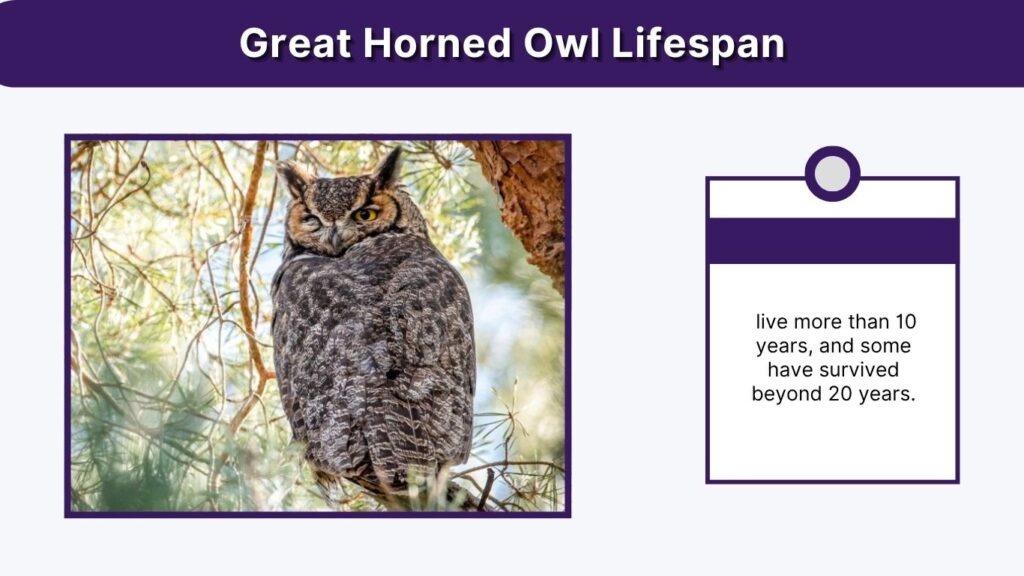 Great Horned Owl Lifespan