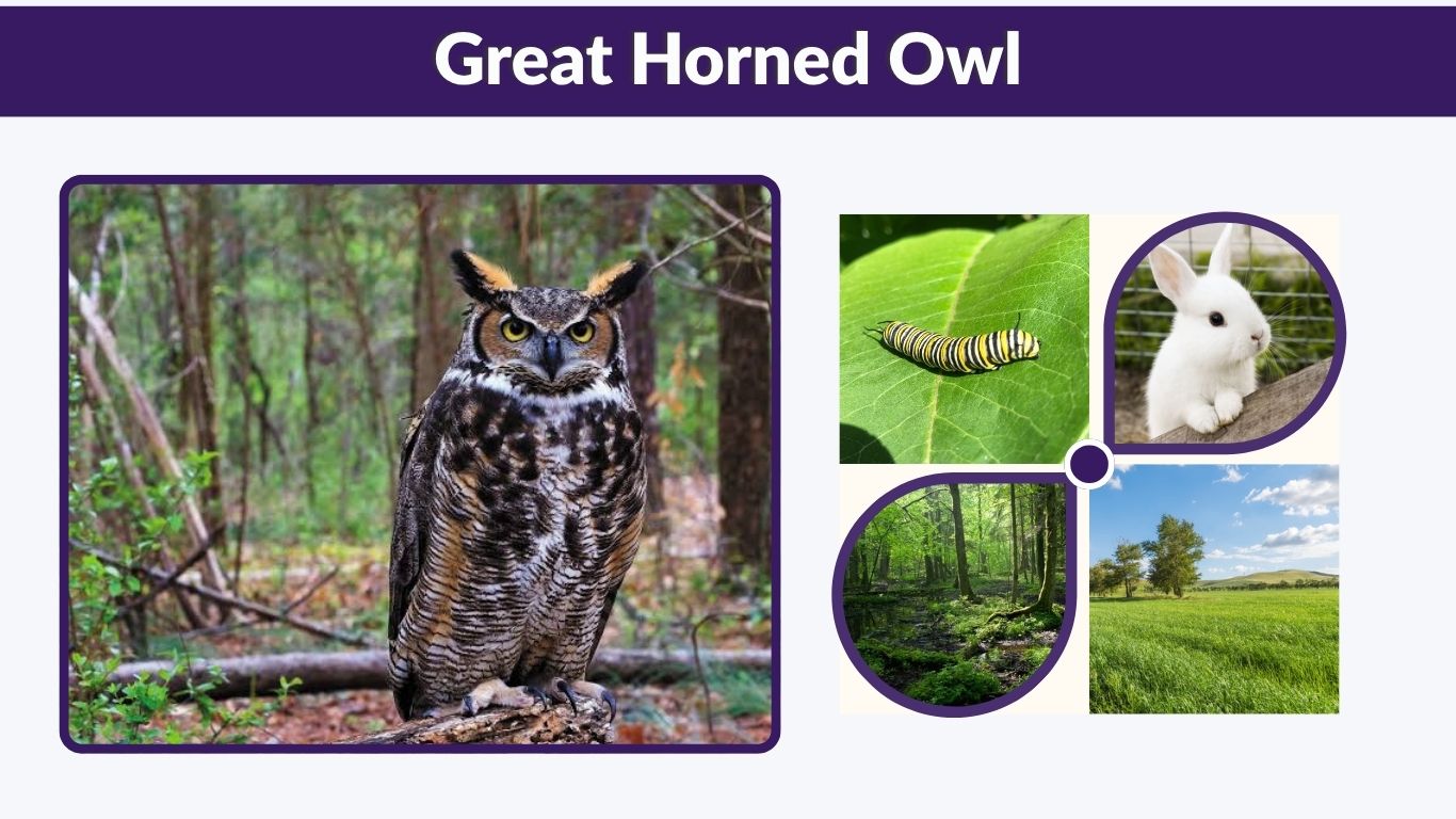 Great Horned Owl: Size, Sounds, Habitat, Diet & Lifespan