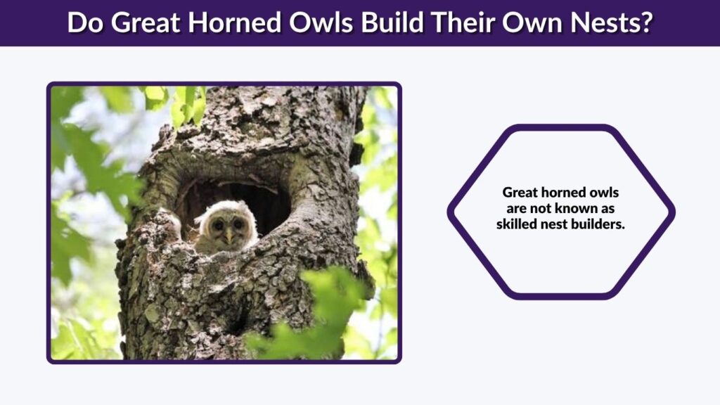 Do Great Horned Owls Build Their Own Nests?