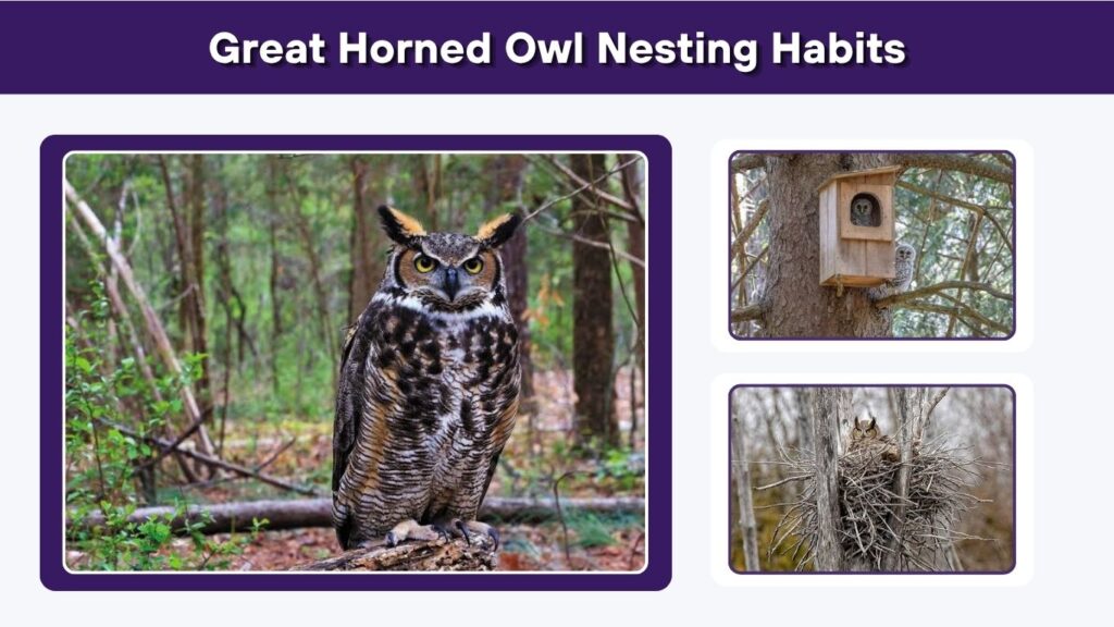 Great Horned Owl Nesting Habits