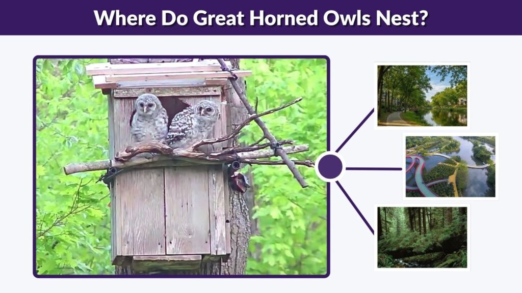 Where Do Great Horned Owls Nest?