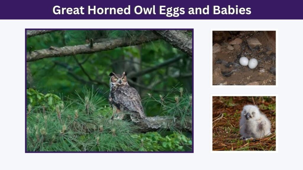 Great Horned Owl Eggs and Babies
