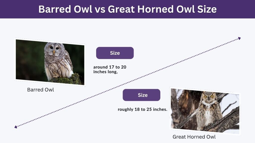 Barred Owl vs Great Horned Owl Size