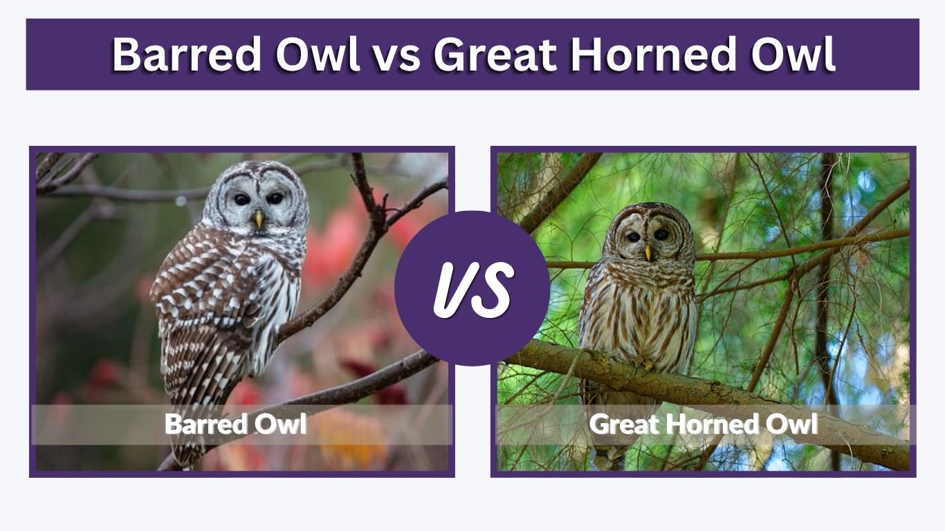 Barred Owl vs Great Horned Owl: Size, Calls & Differences