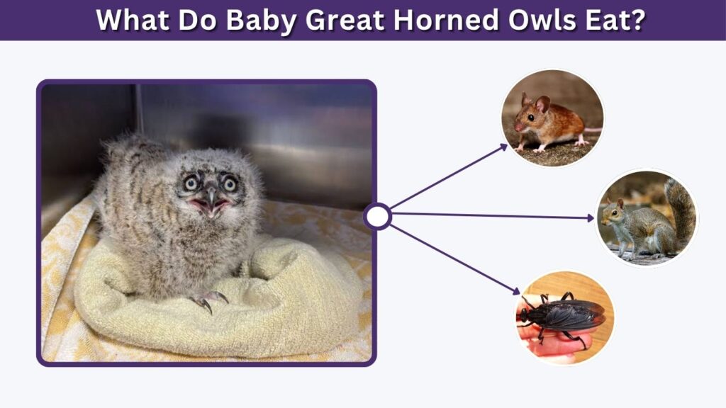What Do Baby Great Horned Owls Eat?