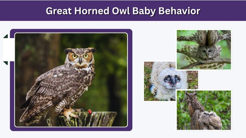 Great Horned Owl Baby Behavior