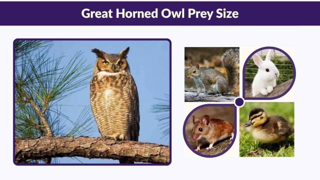 Great Horned Owl Prey Size
