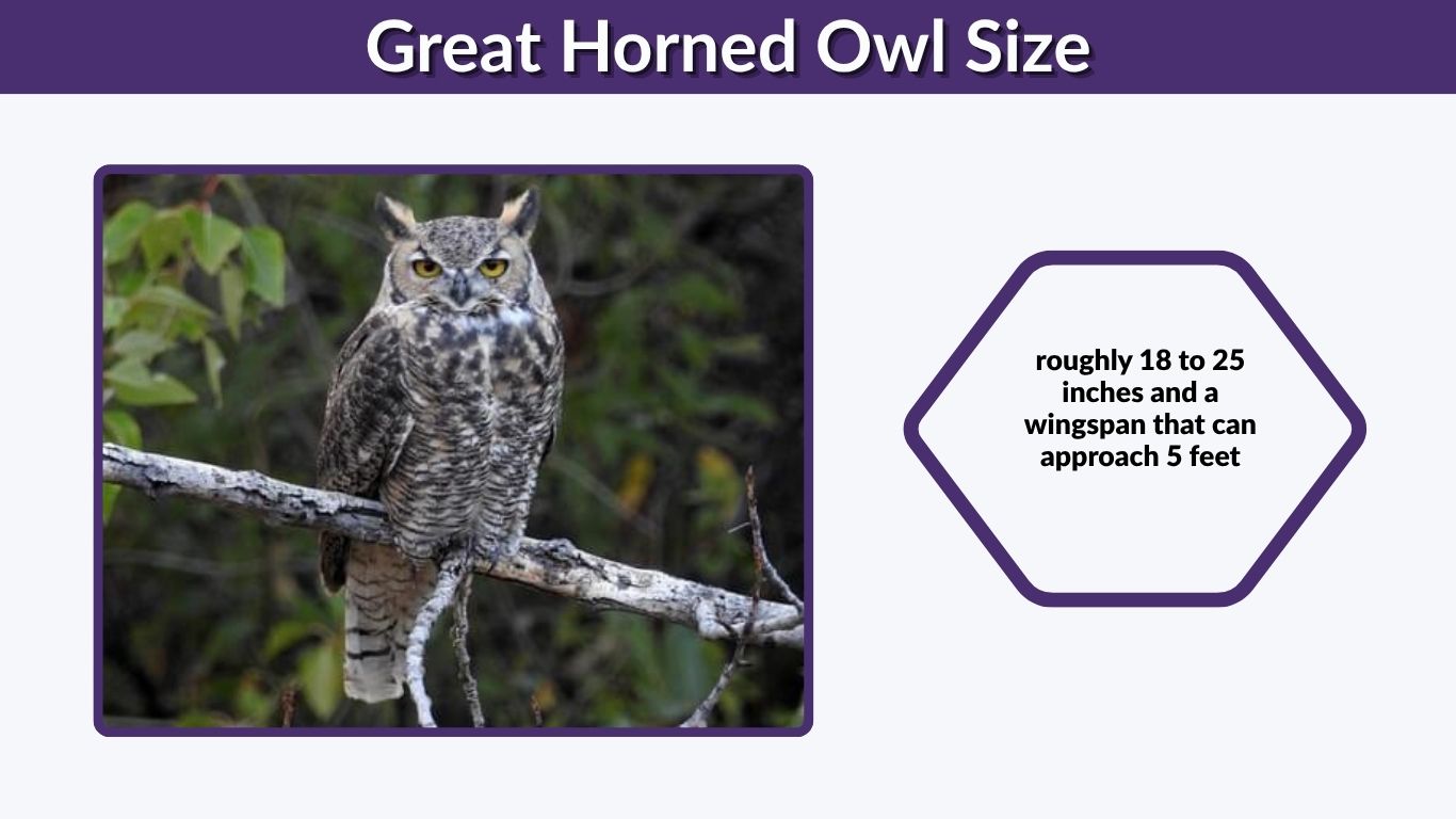 Great Horned Owl Size: Height, Weight, and Wingspan