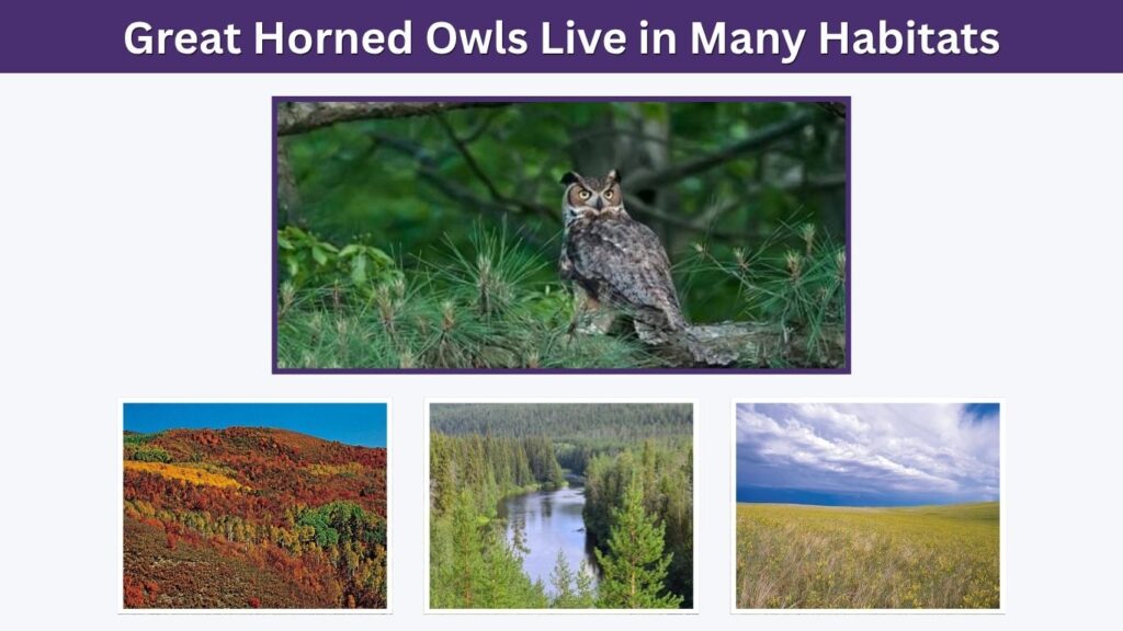 Great Horned Owls Live in Many Habitats