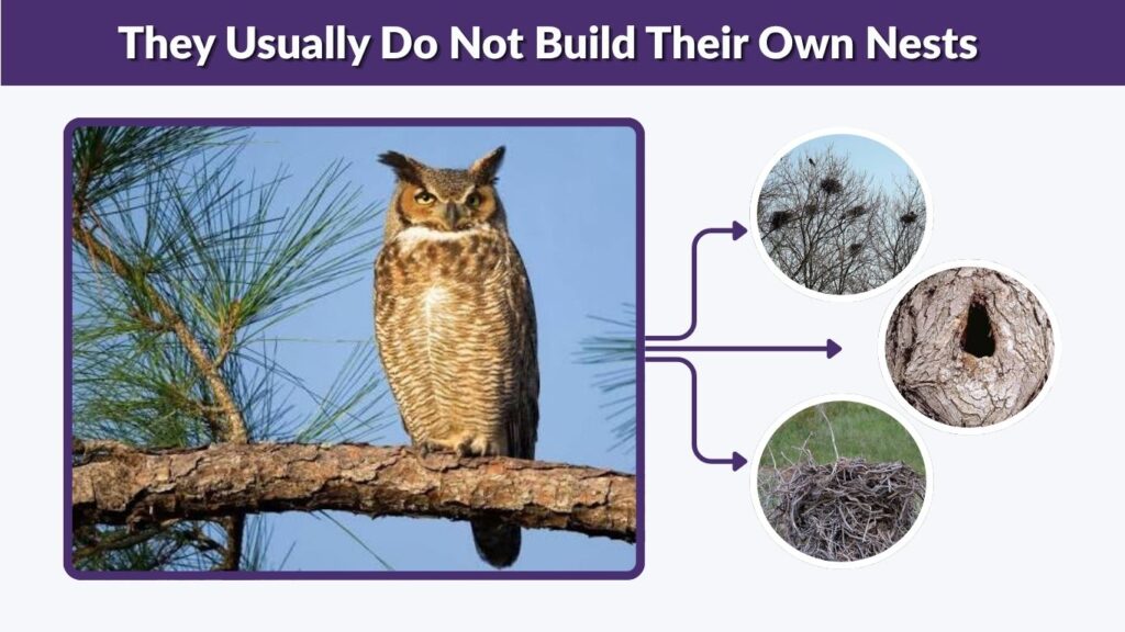 They Usually Do Not Build Their Own Nests