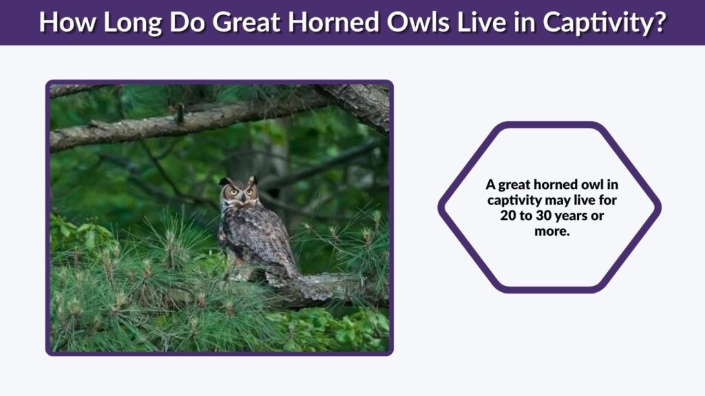 How Long Do Great Horned Owls Live in Captivity?