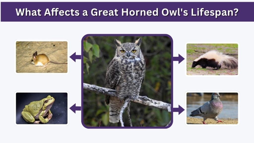 What Affects a Great Horned Owl's Lifespan?