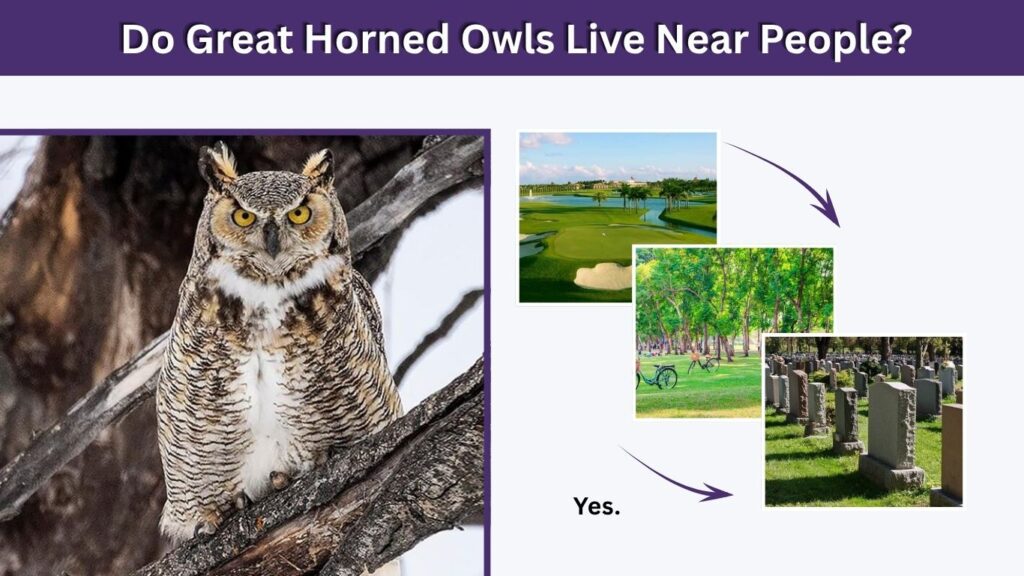 Do Great Horned Owls Live Near People?