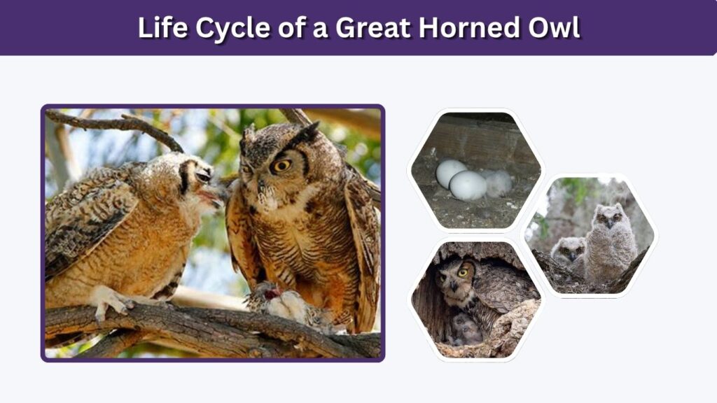 Life Cycle of a Great Horned Owl