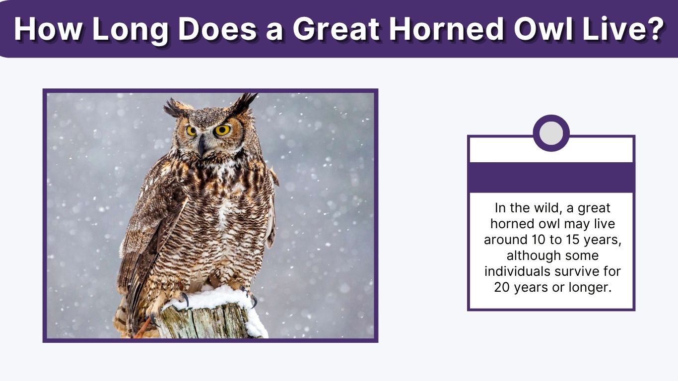 How Long Does a Great Horned Owl Live? Lifespan and Habitat