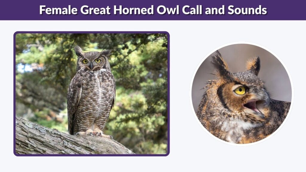 Female Great Horned Owl Call and Sounds