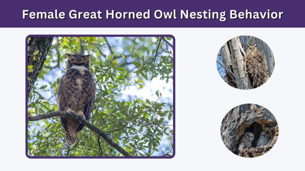 Female Great Horned Owl Nesting Behavior