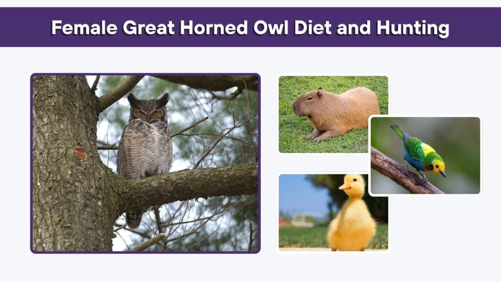 Female Great Horned Owl Diet and Hunting
