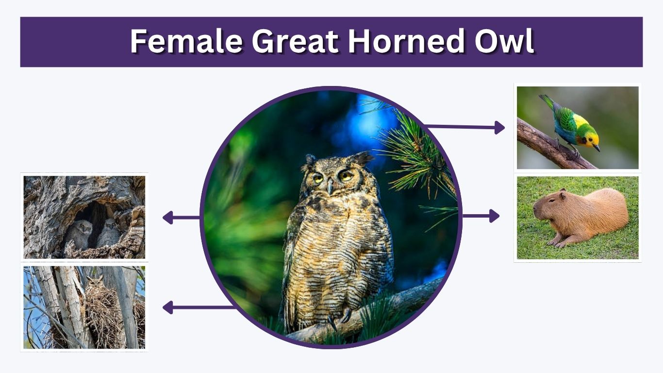Female Great Horned Owl: Size, Calls, and Male vs Female Differences