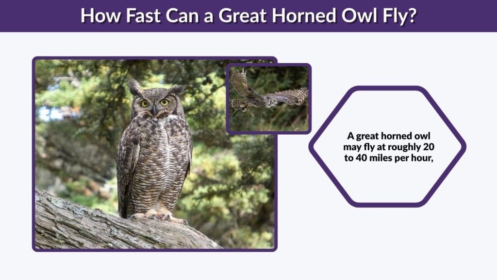 How Fast Can a Great Horned Owl Fly?