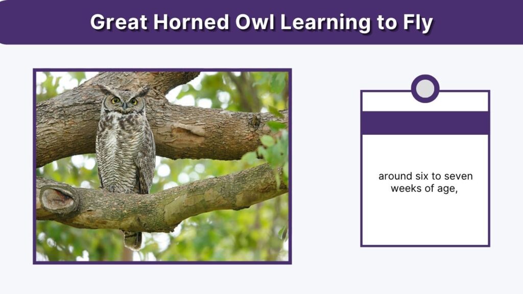 Great Horned Owl Learning to Fly