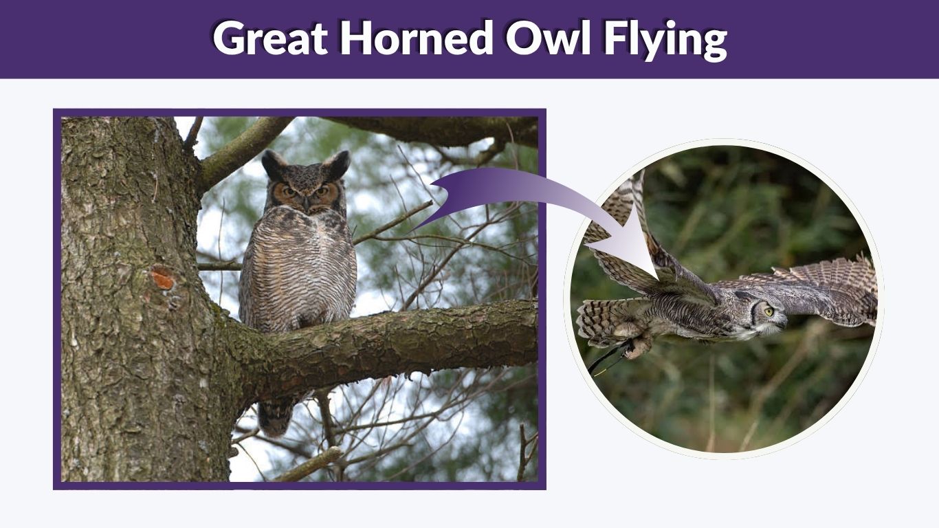 Great Horned Owl Flying: Speed, Night Flight, and Amazing Facts