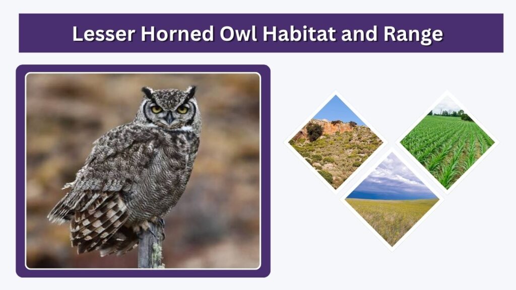 Lesser Horned Owl Habitat and Range
