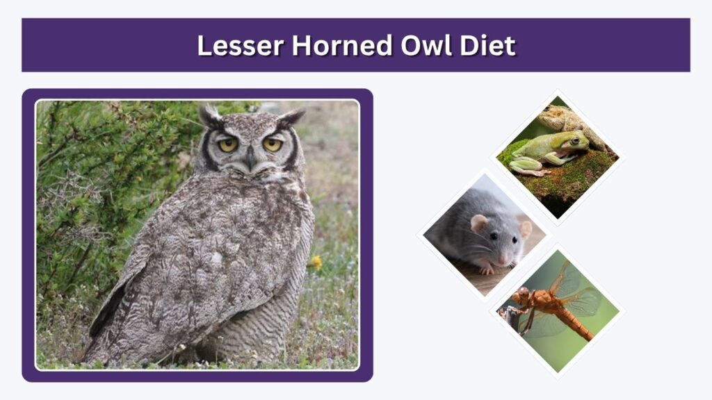 Lesser Horned Owl Diet