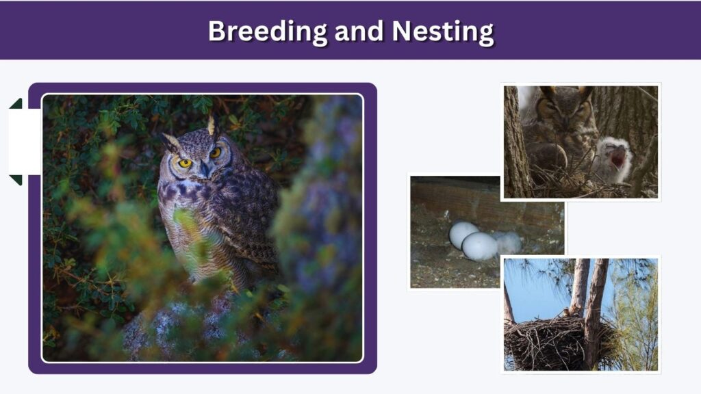 Breeding and Nesting