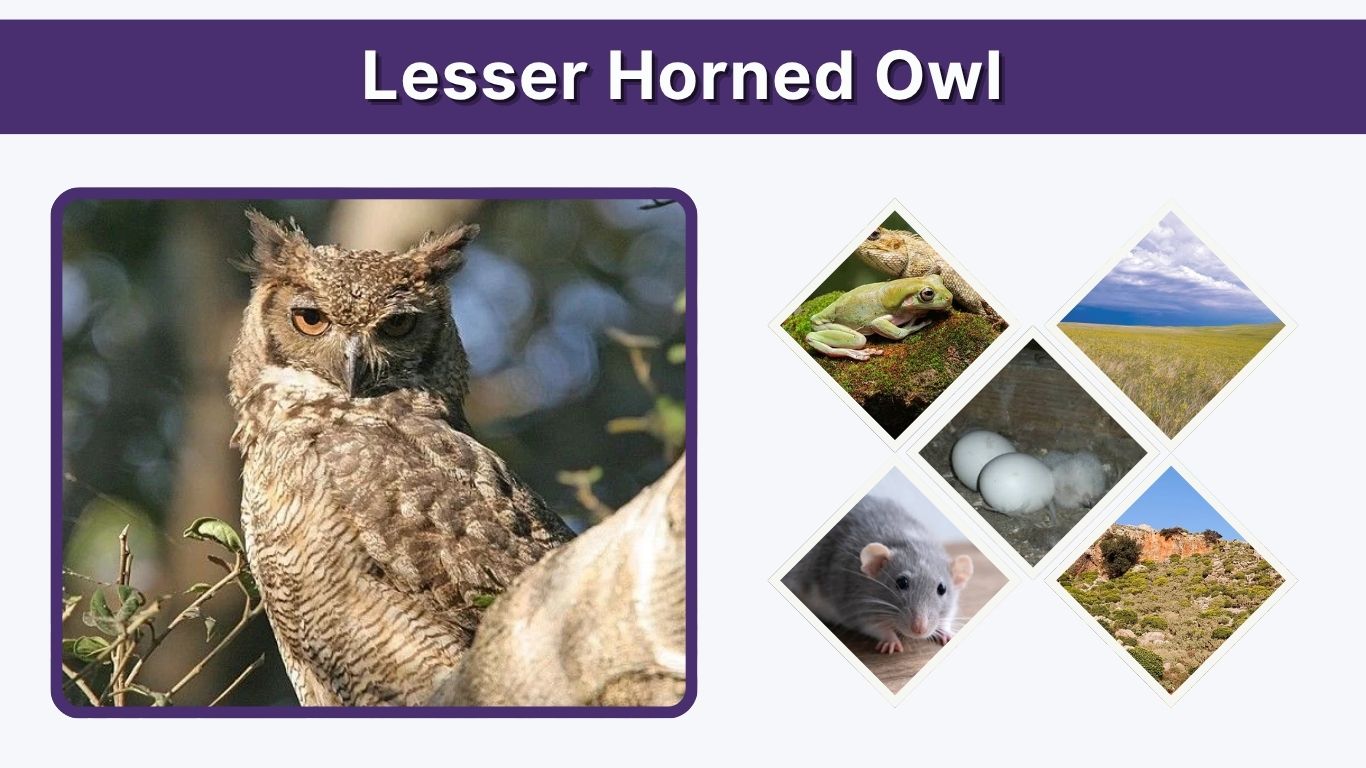 Lesser Horned Owl: Size, Call, Habitat, Diet & Facts
