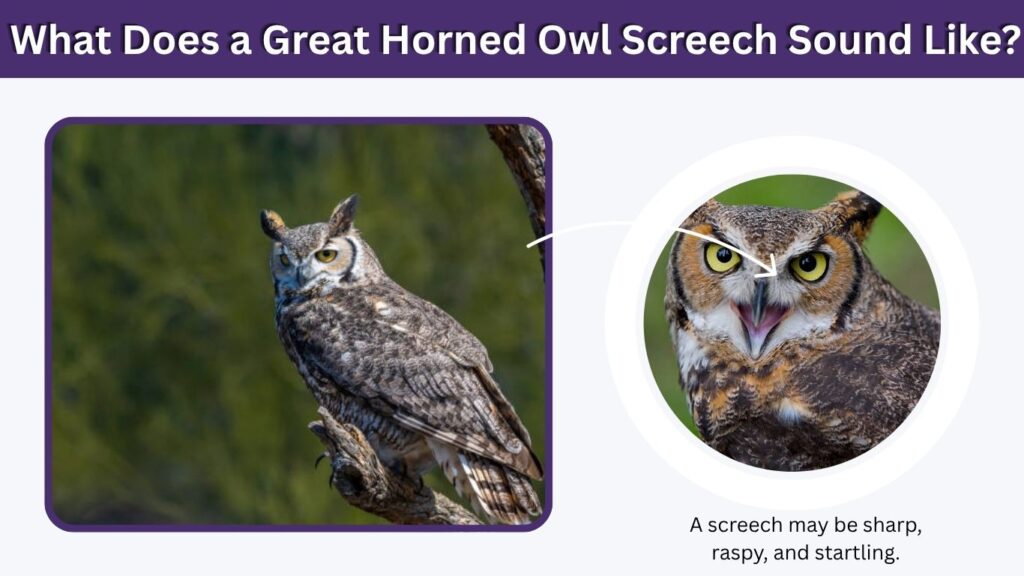 What Does a Great Horned Owl Screech Sound Like?