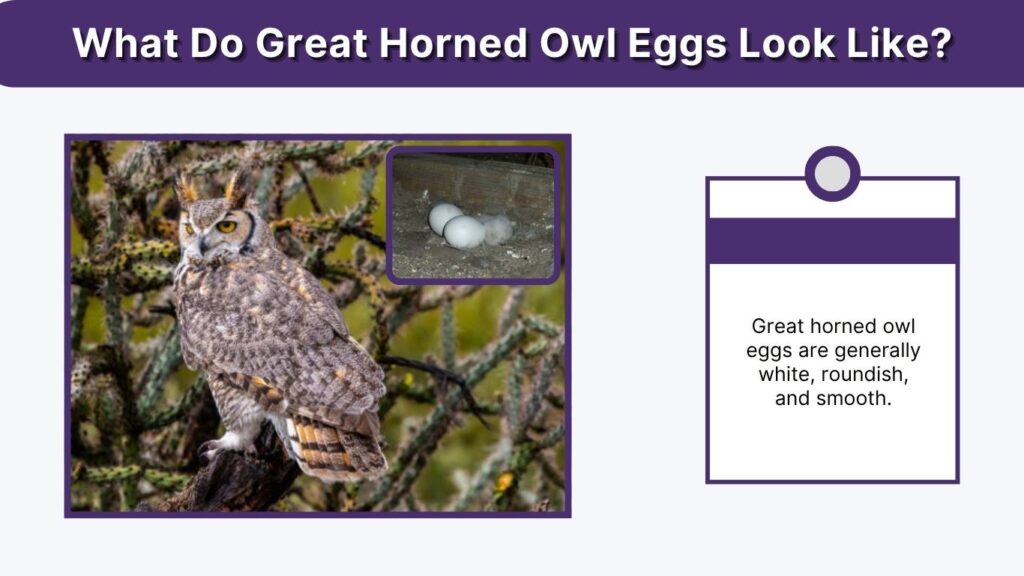 What Do Great Horned Owl Eggs Look Like?
