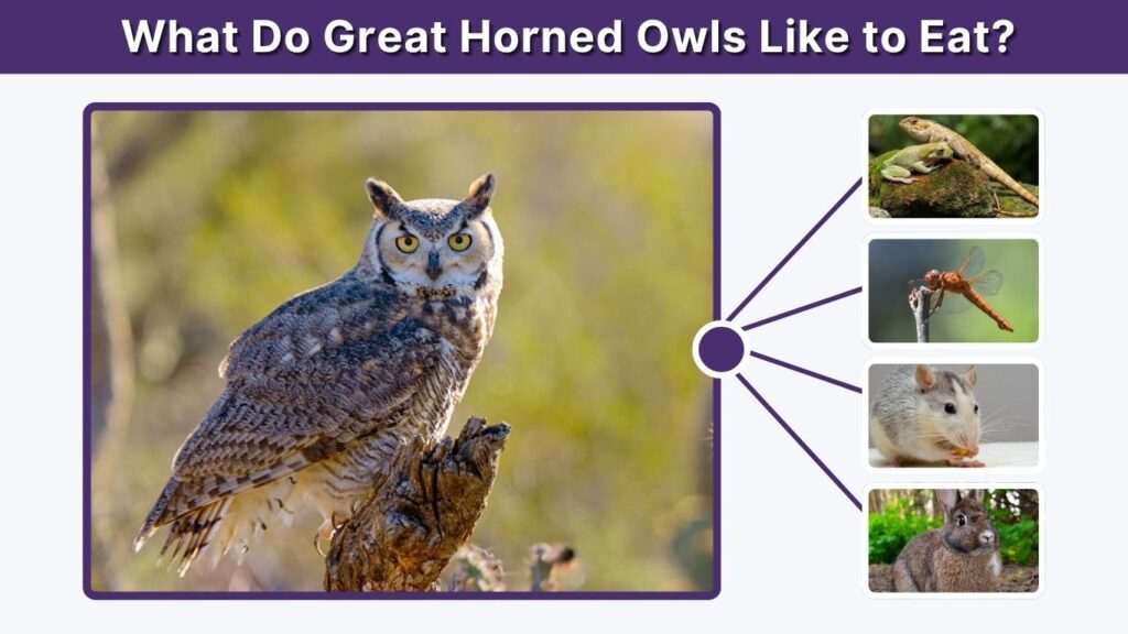What Do Great Horned Owls Like to Eat?