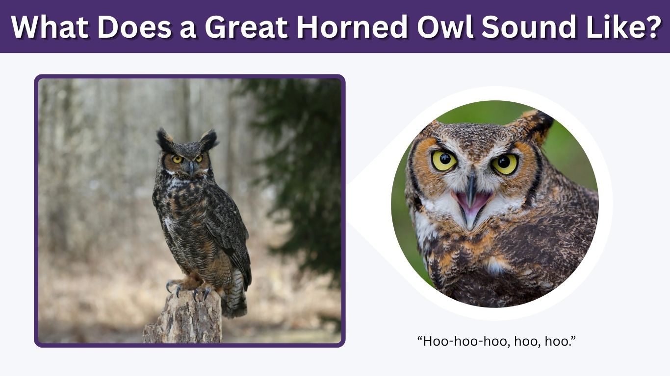 What Does a Great Horned Owl Sound Like? Calls, Hoots & Identification