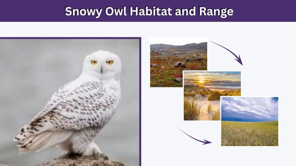 Snowy Owl Habitat and Range