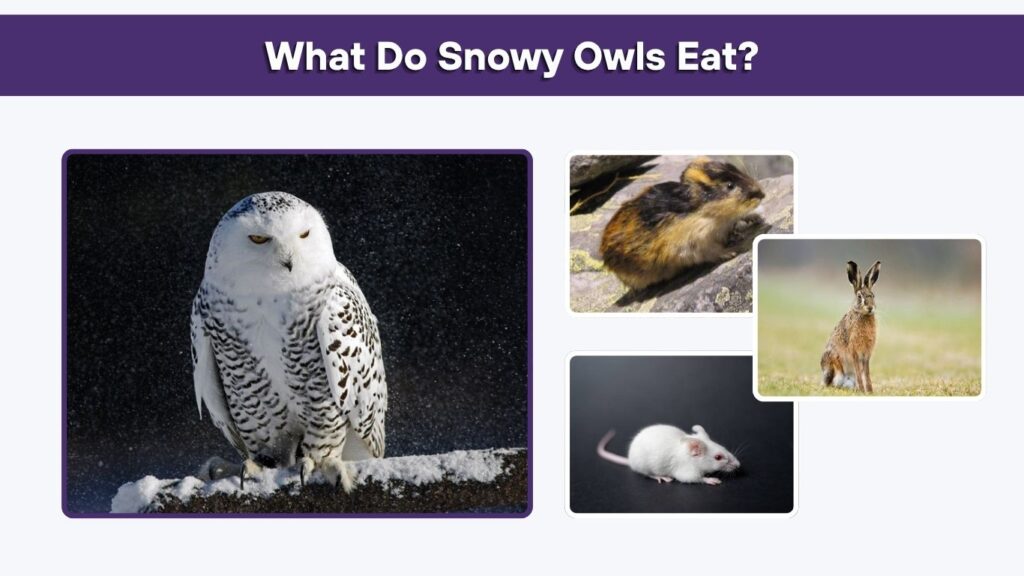 What Do Snowy Owls Eat?
