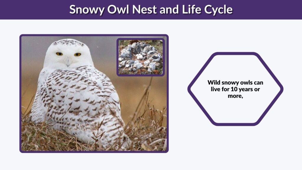 Snowy Owl Nest and Life Cycle