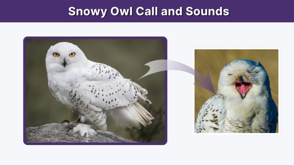 Snowy Owl Call and Sounds
