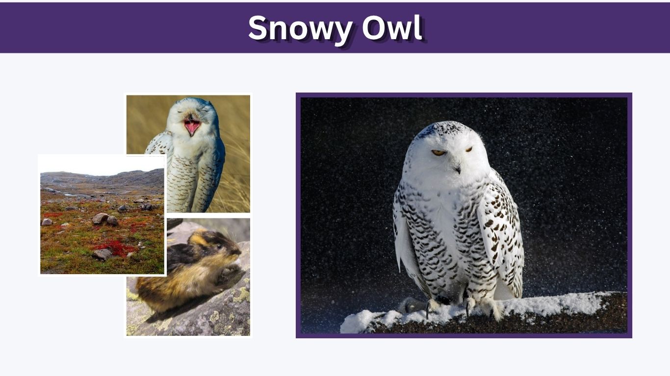 Snowy Owl: Habitat, Diet, Size, Lifespan & Facts