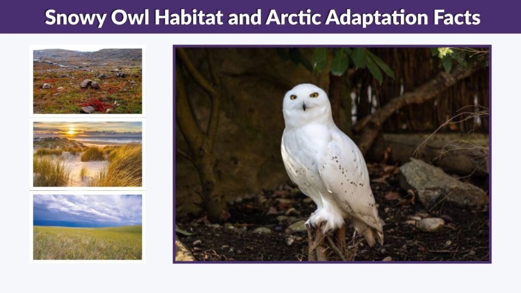 Snowy Owl Habitat and Arctic Adaptation Facts
